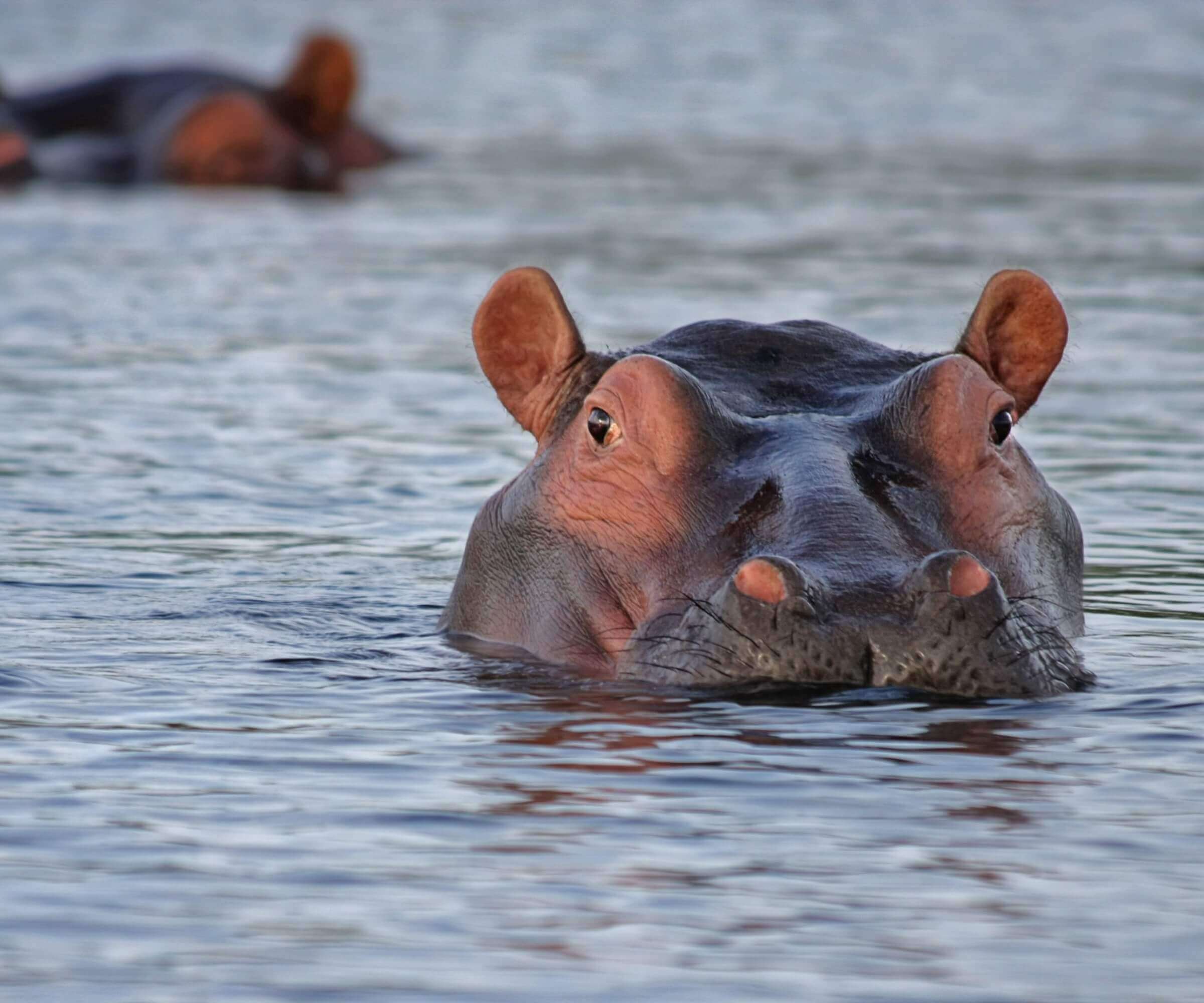 blog data driven descion making hippo